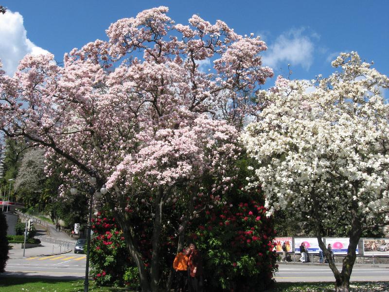 IMG_0402 Lugano Giardino Belvedere