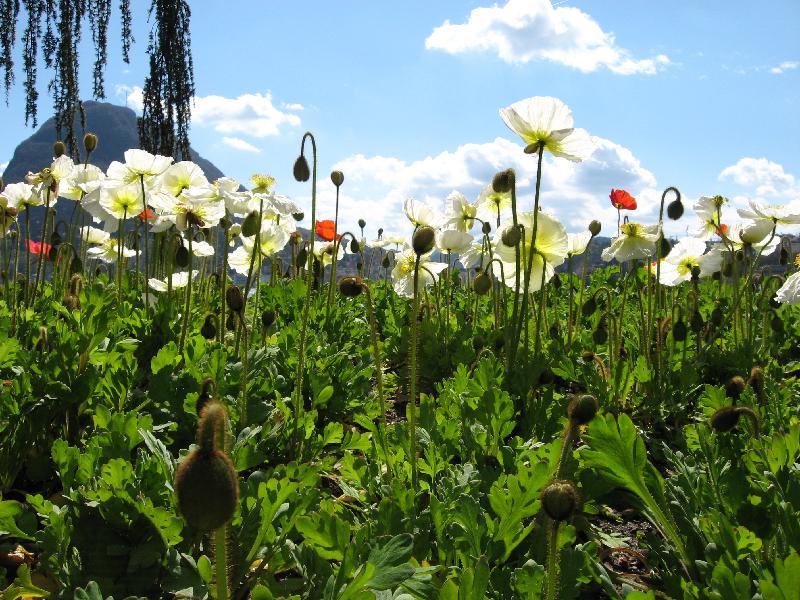 IMG_0447 Lugano Park Ciani
