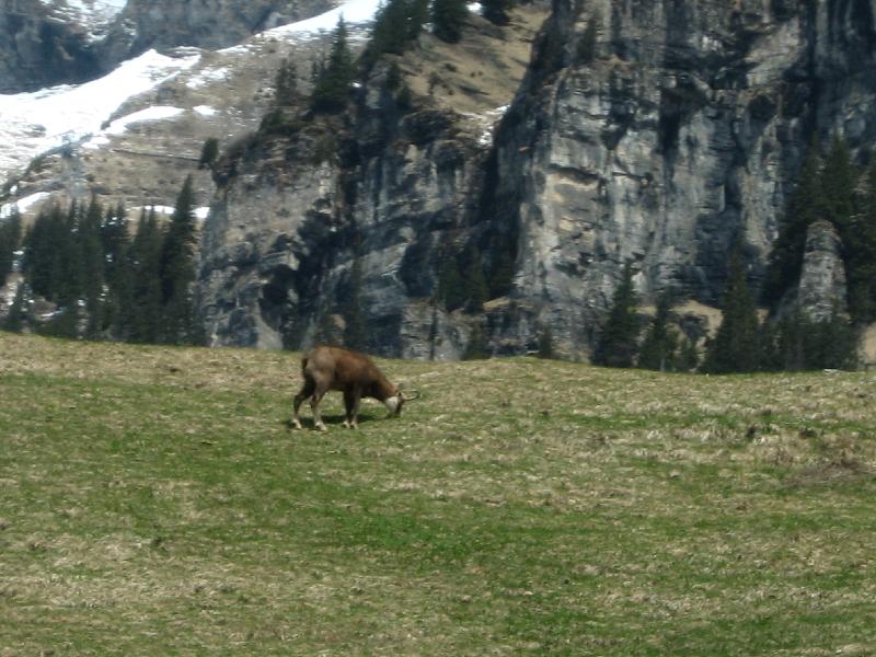 IMG_1038 Wengernalpbahn - Abfahrt nach Lauterbrunn