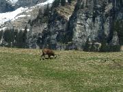 IMG_1038 Wengernalpbahn - Abfahrt nach Lauterbrunn