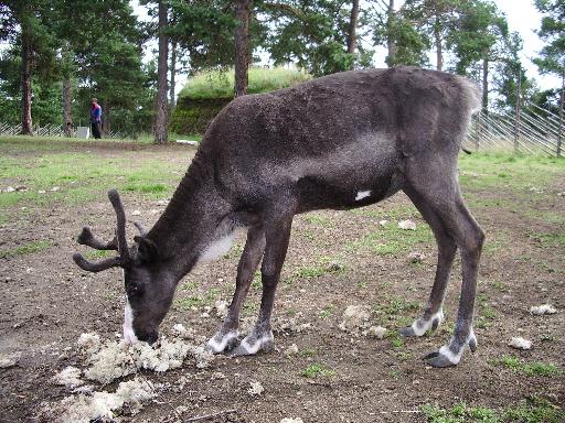 imgp2884 S�pmi Renntiergehege