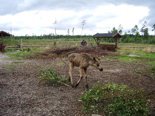 imgp3026 Endlich : Der erste Elch