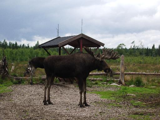 imgp3028 Elkland Oskar
