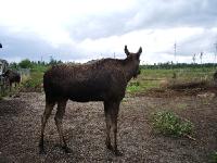 imgp3027 Elkland Laganland